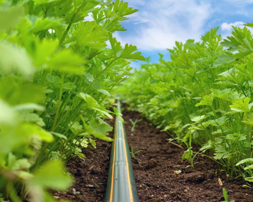 Solução Sustentável