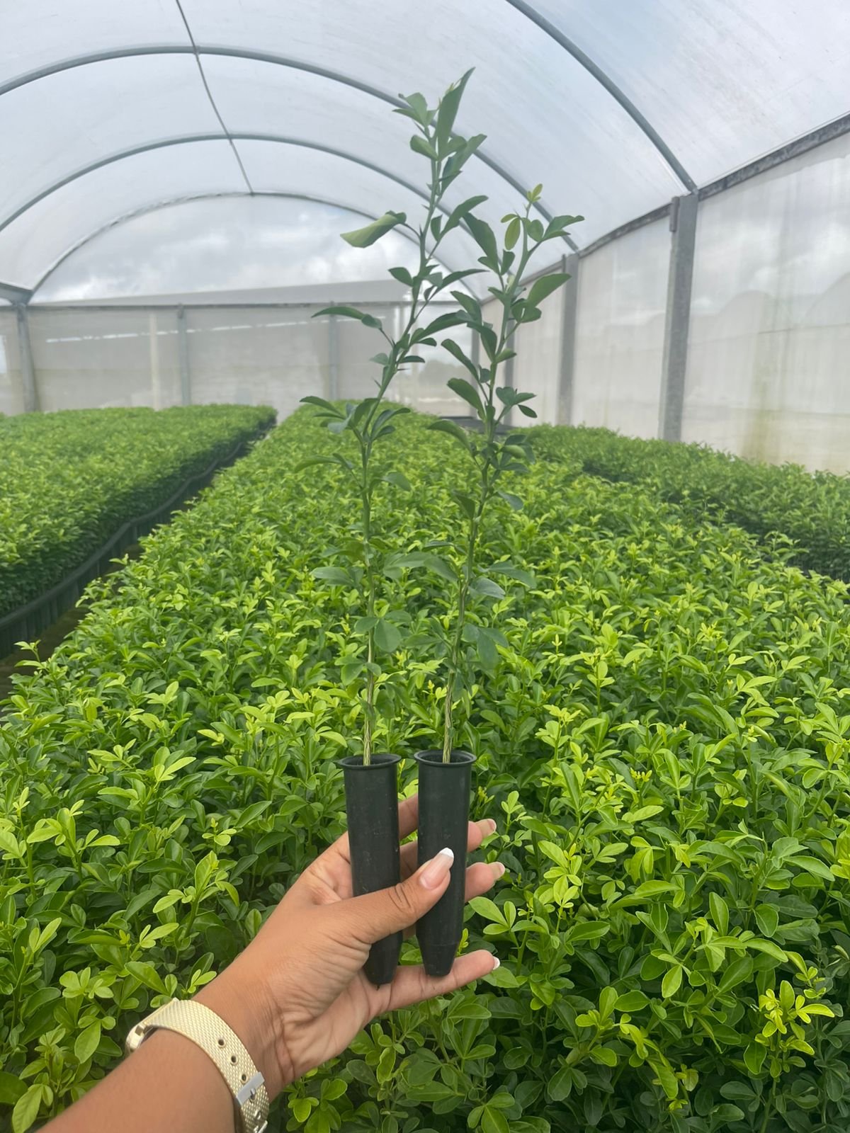 Porta Enxerto Riverside